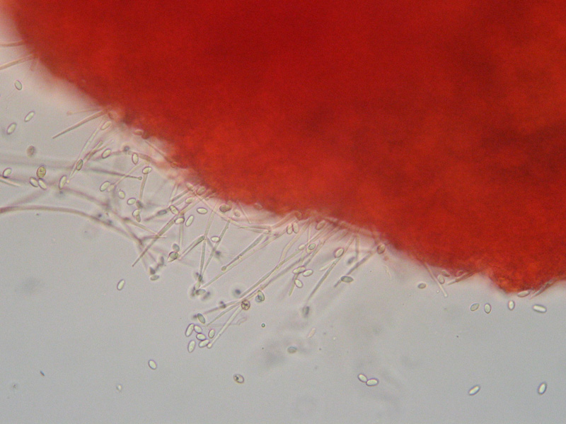 Da determinare (Tubaria romagnesiana parassitata)