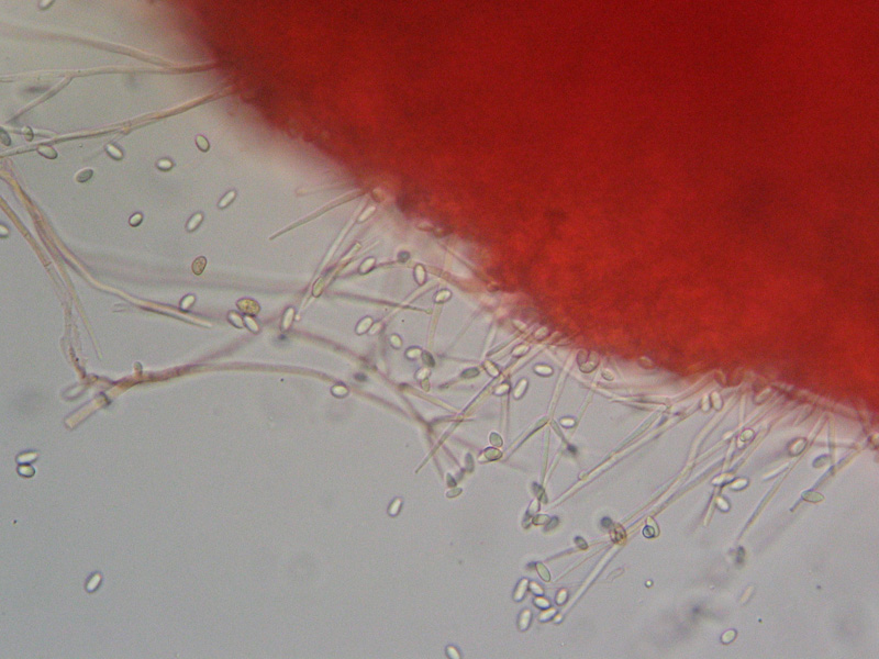 Da determinare (Tubaria romagnesiana parassitata)