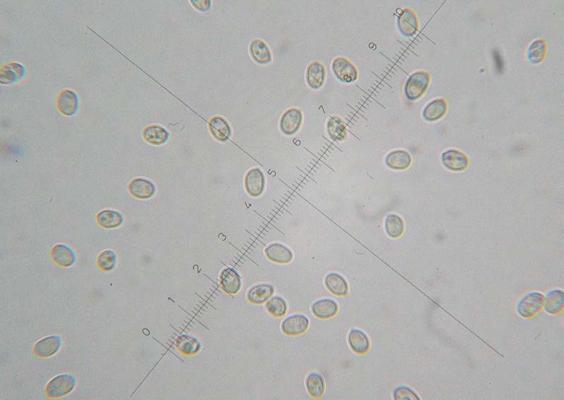 Da determinare (Tubaria romagnesiana parassitata)