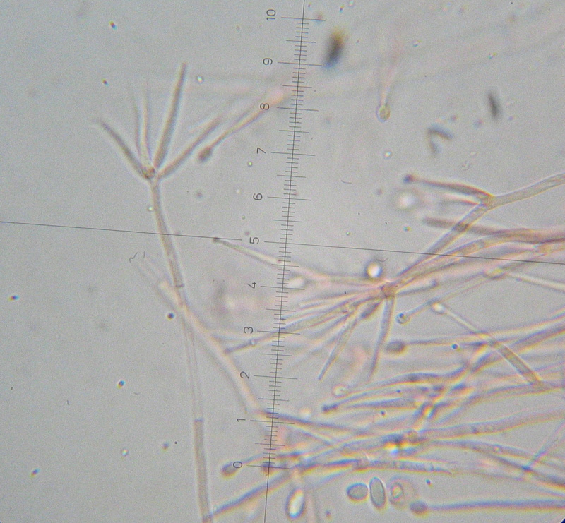 Da determinare (Tubaria romagnesiana parassitata)