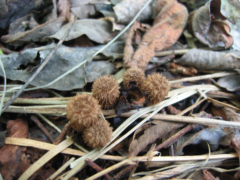 Cyathus striatus