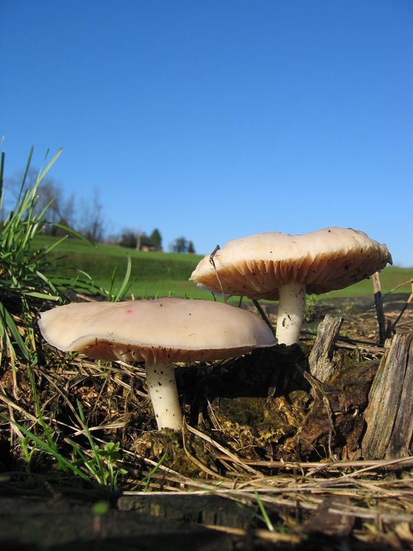 Volvariella bombycina (Schaeff.) Singer