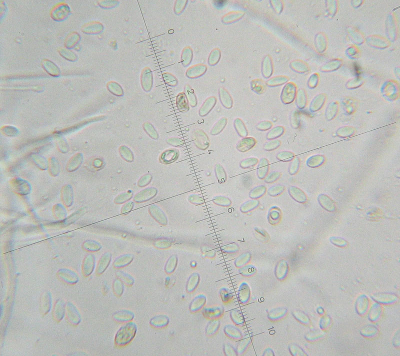 Da determinare (Tubaria romagnesiana parassitata)