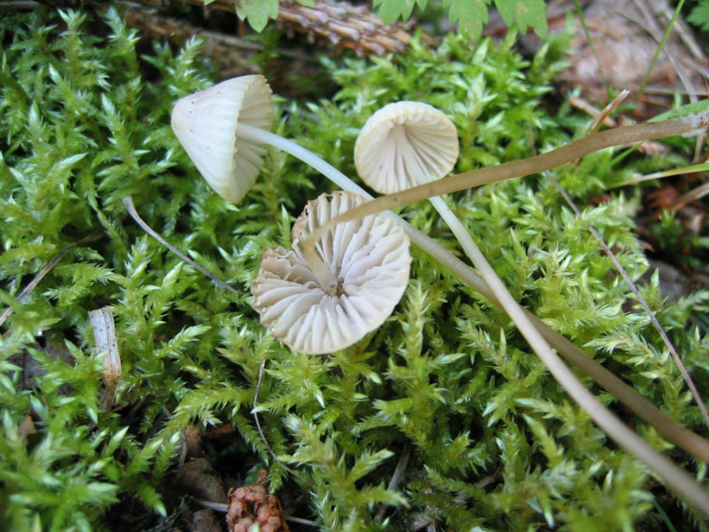 Mycena da determinare.......