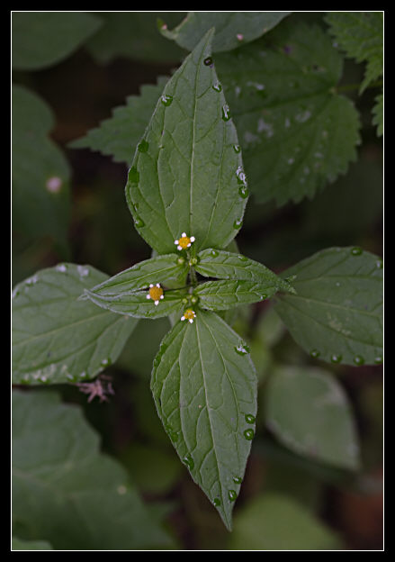 Galinsoga parviflora / Galinsoga comune