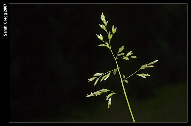 Poa annua / Fienarola annuale