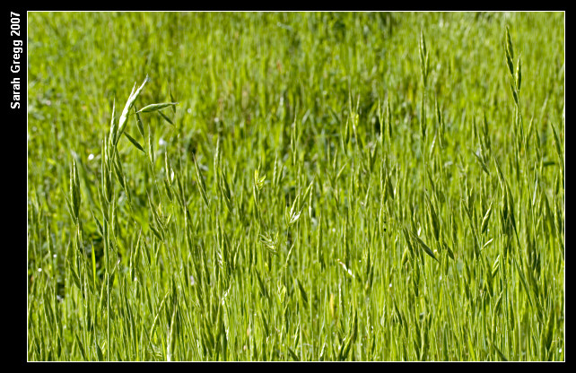 Bromus hordeaceus / Forasacco peloso