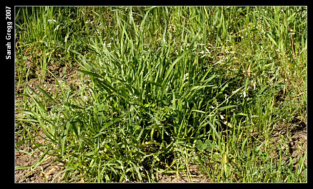 Poa annua / Fienarola annuale