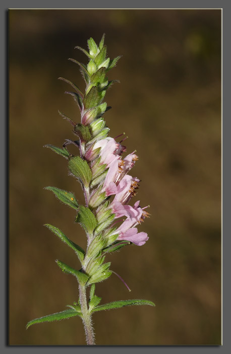 Odontites (=rubra) vulgaris / Perlina rossa