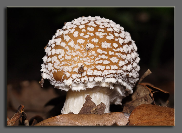 Forse lo conosco...  Amanita pantherina?