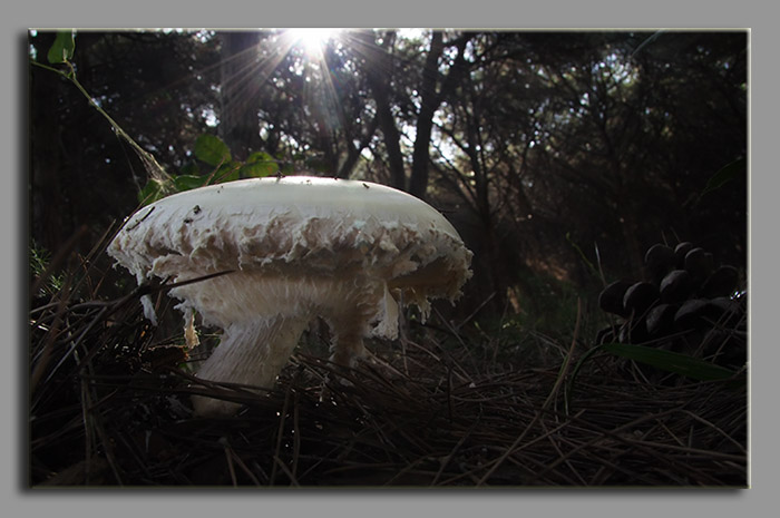 Il bianco nel bosco