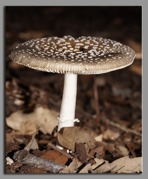 Forse lo conosco...  Amanita pantherina?