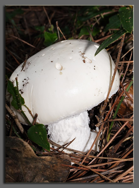 Il bianco nel bosco