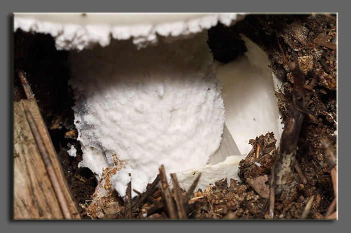 Il bianco nel bosco