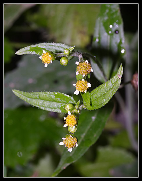 Galinsoga parviflora / Galinsoga comune
