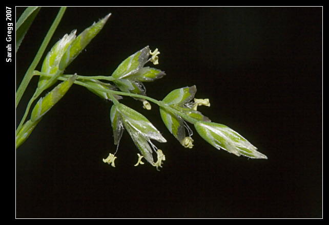 Poa annua / Fienarola annuale