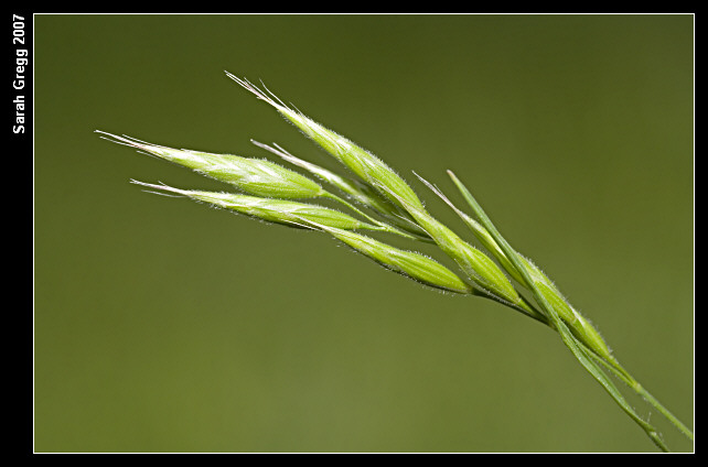 Bromus hordeaceus / Forasacco peloso