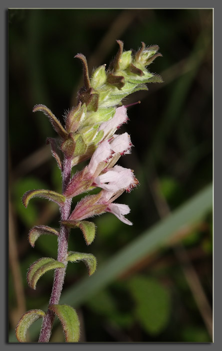 Odontites (=rubra) vulgaris / Perlina rossa