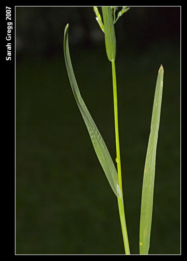 Poa annua / Fienarola annuale