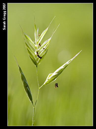 Bromus hordeaceus / Forasacco peloso