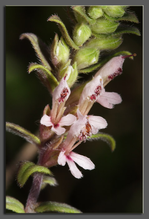 Odontites (=rubra) vulgaris / Perlina rossa