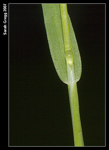 Poa annua / Fienarola annuale