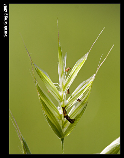 Bromus hordeaceus / Forasacco peloso