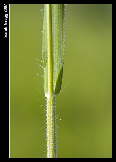 Bromus hordeaceus / Forasacco peloso