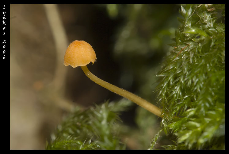 Funghi da Monterano 2/2