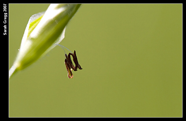 Bromus hordeaceus / Forasacco peloso