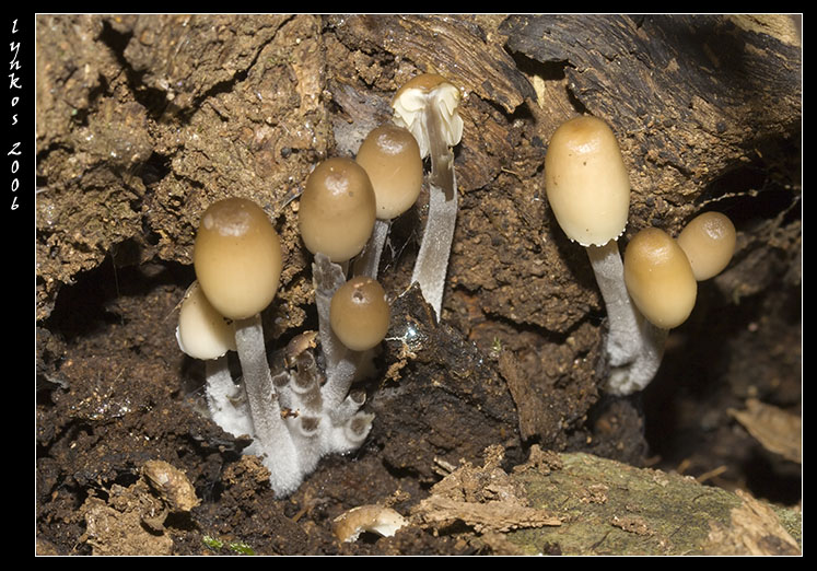 Funghi da Monterano 2/2