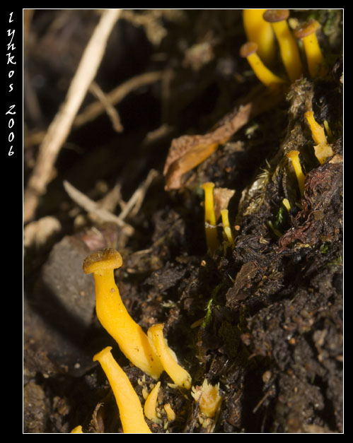 Funghi da Monterano 2/2