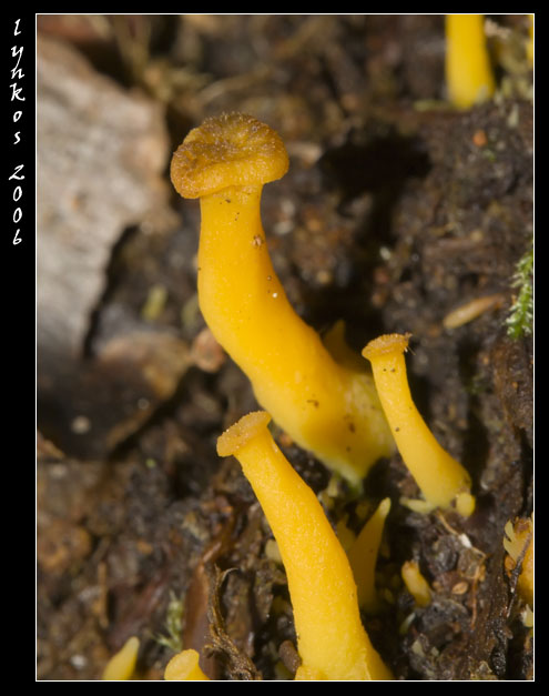 Funghi da Monterano 2/2