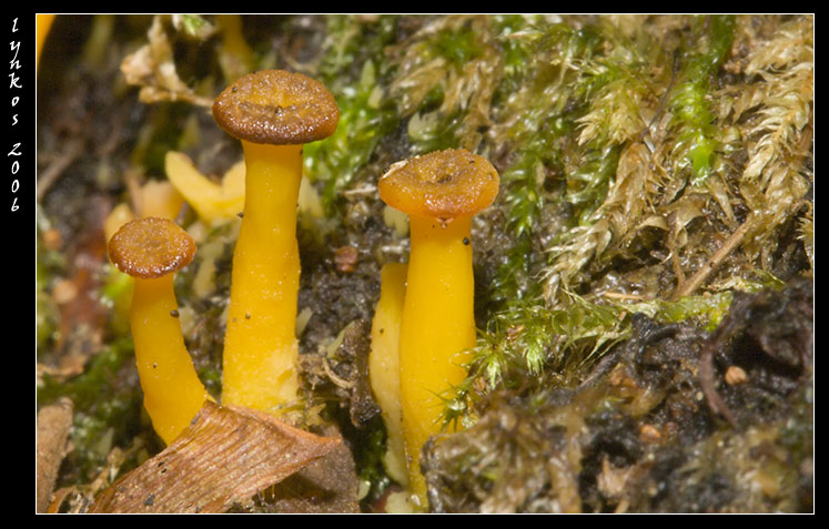 Funghi da Monterano 2/2