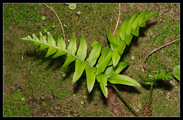 Polypodium sp.