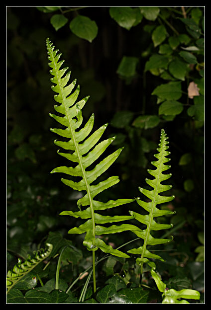 Polypodium sp.