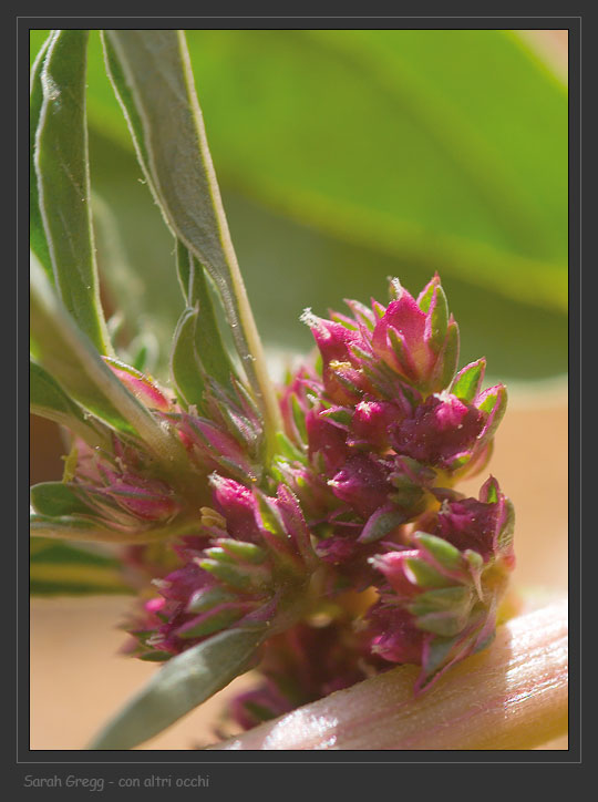 Amaranthus blitoides  / Amaranto blitoide