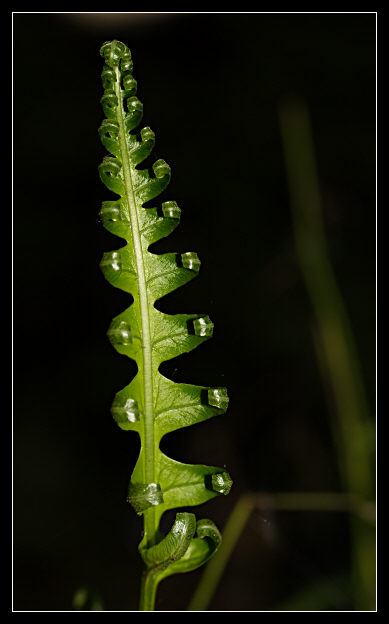 Polypodium sp.