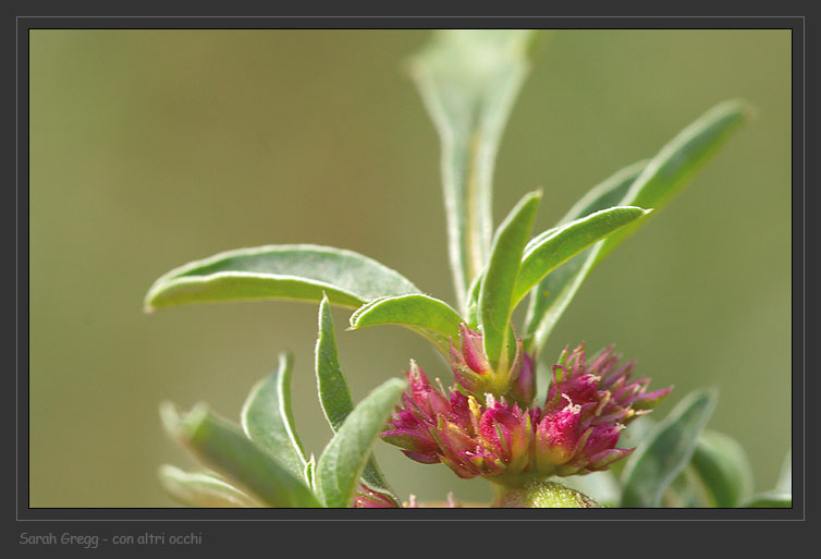 Amaranthus blitoides  / Amaranto blitoide