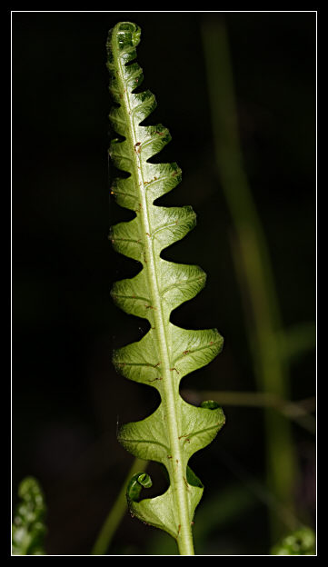 Polypodium sp.