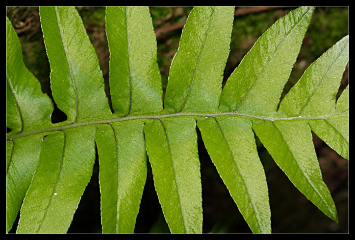 Polypodium sp.