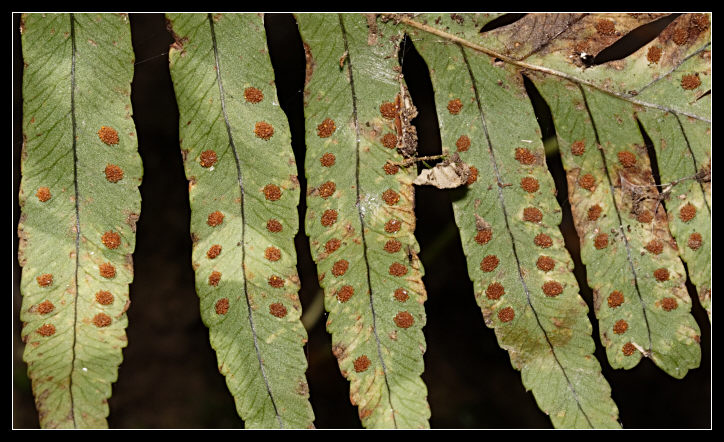 Polypodium sp.