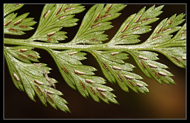 Asplenium onopteris / Asplenio maggiore