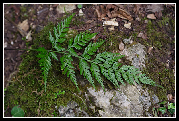 Asplenium onopteris / Asplenio maggiore