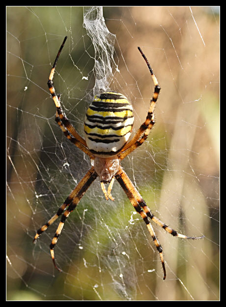 Ritratto di un ragno (Thomisus onustus e Argiope bruennichi