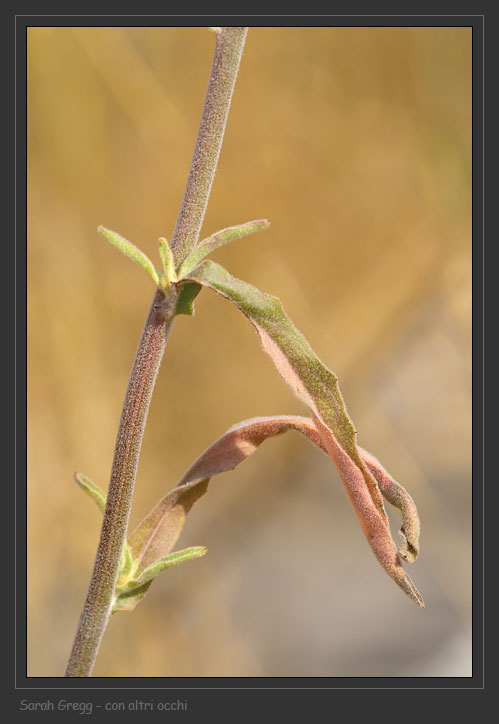 Andryala integrifolia / Lanutella