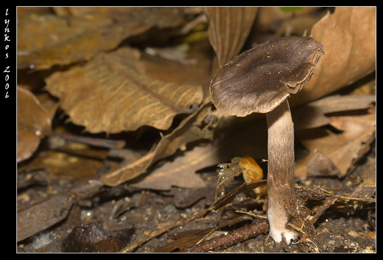 Funghi da Monterano 2/2