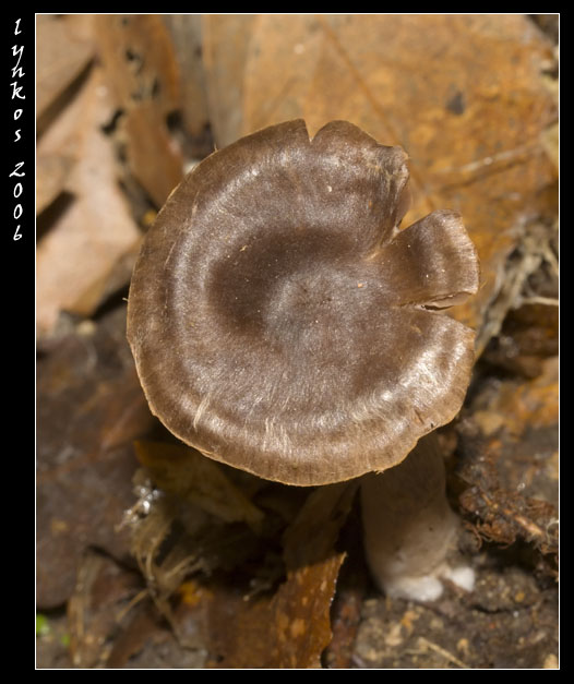 Funghi da Monterano 2/2