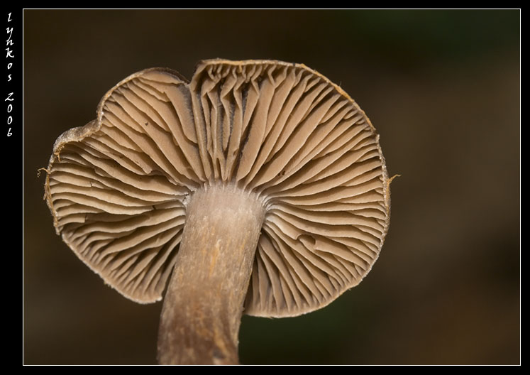 Funghi da Monterano 2/2