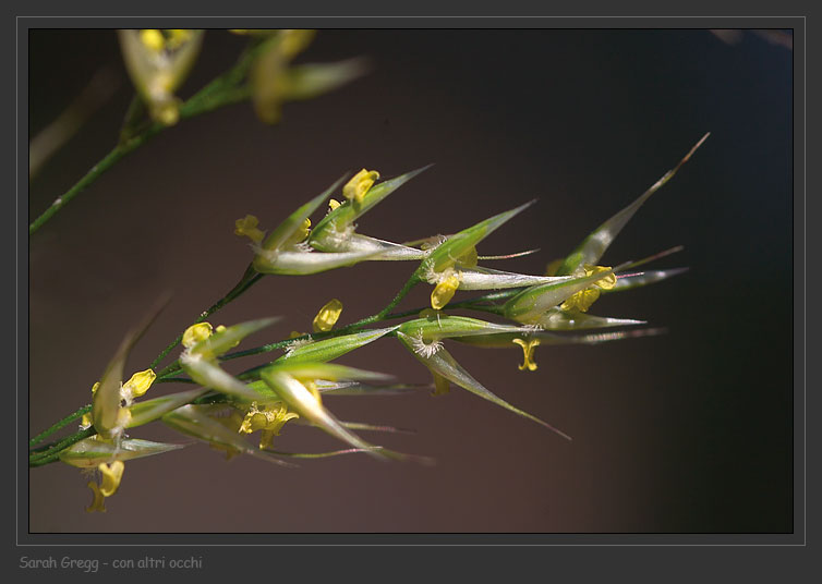 Un amore per Cenerentola - Oryzopsis miliacea (=Piptatherum miliaceum)